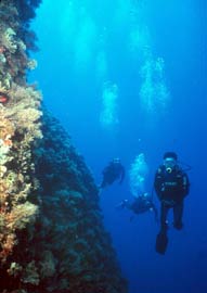 Explore the El Greco Reef with Diver's Club