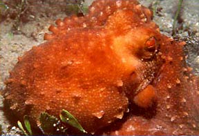 An octopus lies on a huge rock at Daedalos Reef