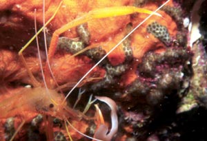 shrimp crete