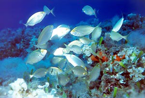 Learn to snorkel or to scuba dive in just three hours with Diver's Club Programs for non-divers in Crete