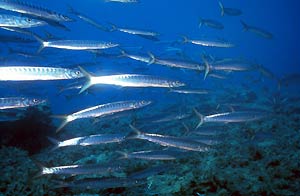 The water world of Crete is full of surprises! Discover the area underneath Mononaftis with Diver's Club